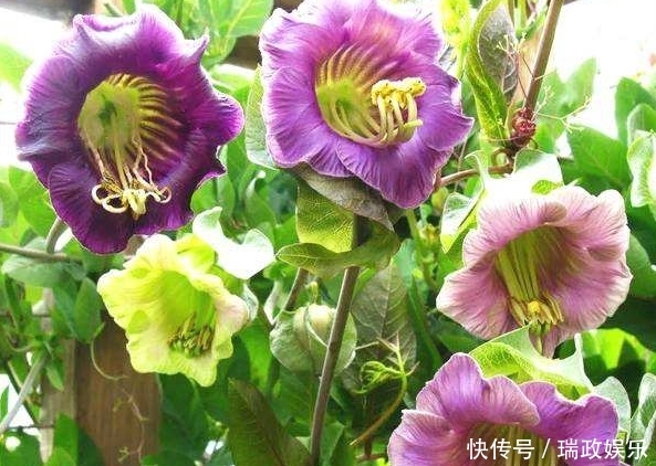 盘绕草本植物灯泡花 花冠会慢慢渐变 颜色绚烂好看 十分亮丽 快资讯