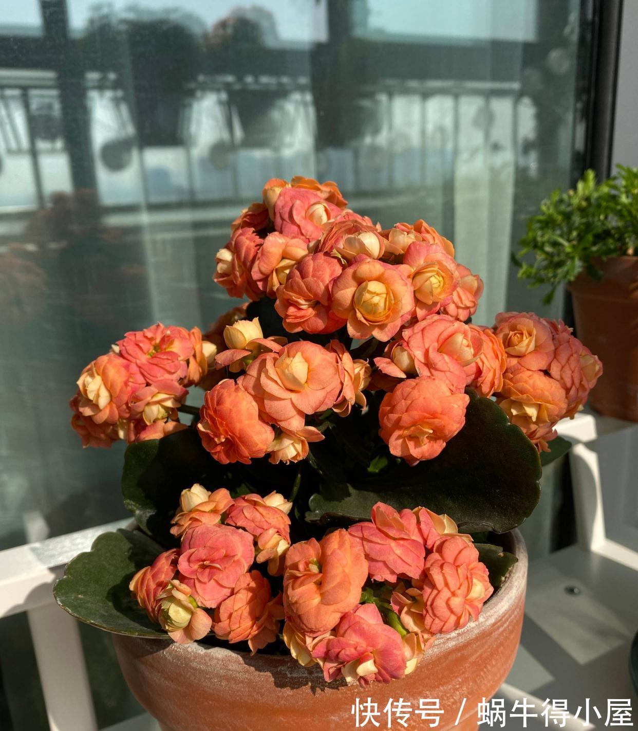 长寿|秋天阳台养一盆花，株型小、花量大、花色多种，喜庆美观好养