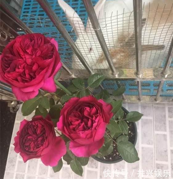 一到秋天就“变色”的月季,花型硕大,花有浓香,四季花开不断