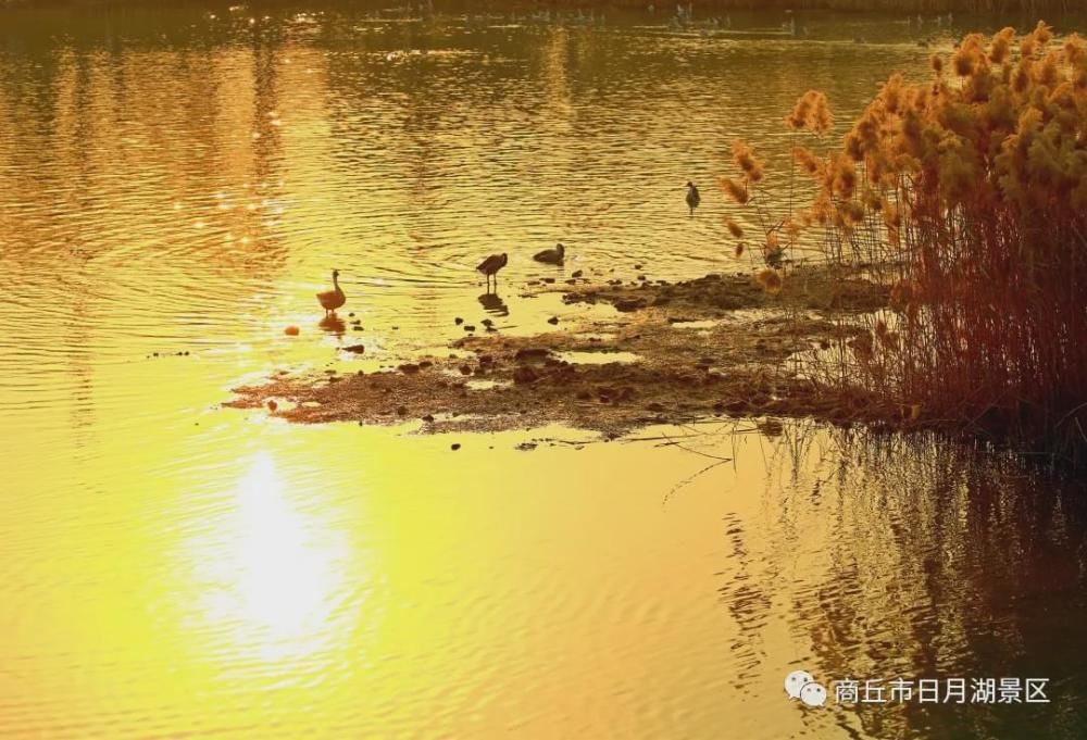 商丘市日月湖景区冬季美景！