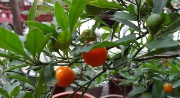 养花|养花不如种这“果”,沾土就活,阳台种一盆,果子挂到来年3月