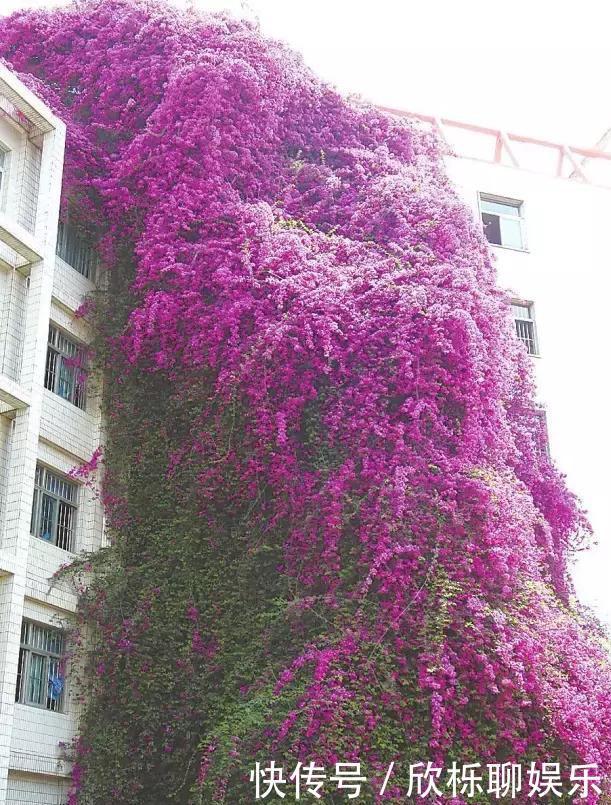 铁线莲|家里有小院，种上爬藤花，爬上墙爬上窗，美到极致，天上人间