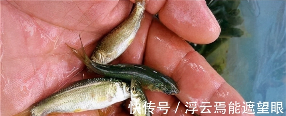 野钓钓鱼,如何避开小鱼闹窝?这几个技巧,有效减少小鱼闹窝