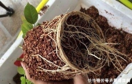 生根液|扦插月季老是死教你3个小方法,枝条炸出大白根,插一根活一根