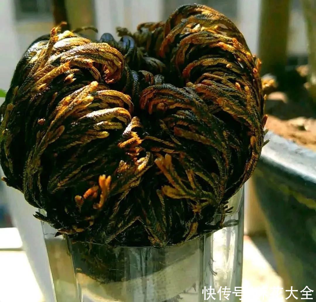 耐旱|10种“养不死”的花，绿萝只能排最后一名，养死3种以上的举手