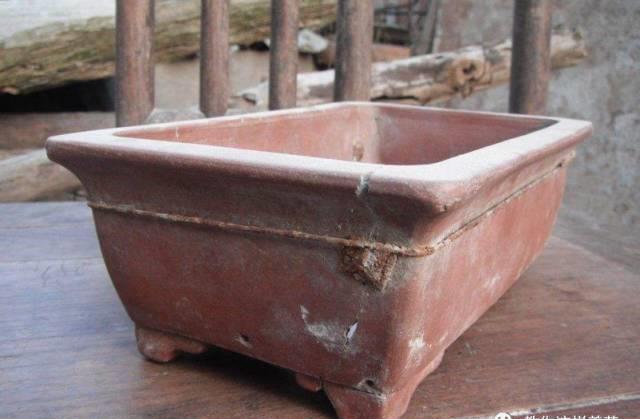 厨房这3样“小东西”,养花比肥好使,养啥爆啥!