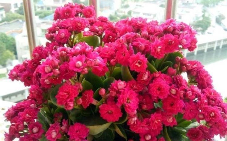 4种花很耐养,沾土就能活,越懒养长得越好,给点阳光就爆盆!