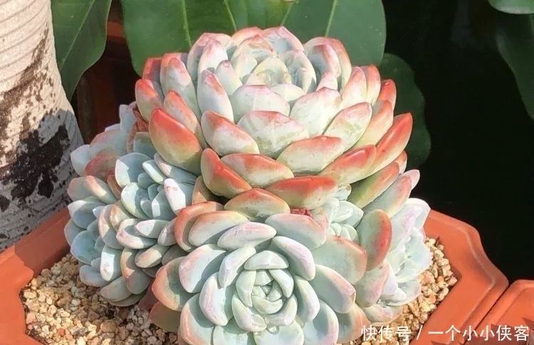 多肉盆栽:强迫症养多肉,必须整整齐齐,一颗也不能乱