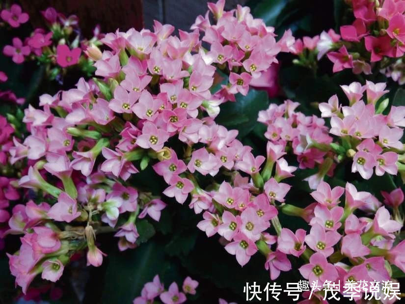 盆栽|室内盆栽长寿花开花指南,光照比肥料还重要,想要复花要学会修剪