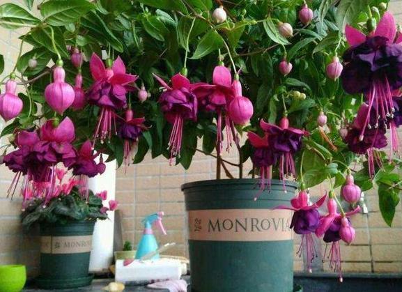 盆栽风信子、仙客来，高温天需挪挪地方，因为它们要休眠了