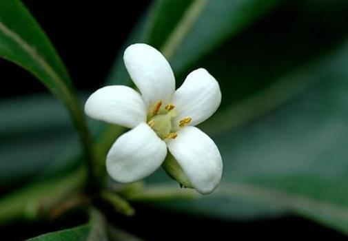 最适合夏天养的花,水浇够了,满盆开出小白花!
