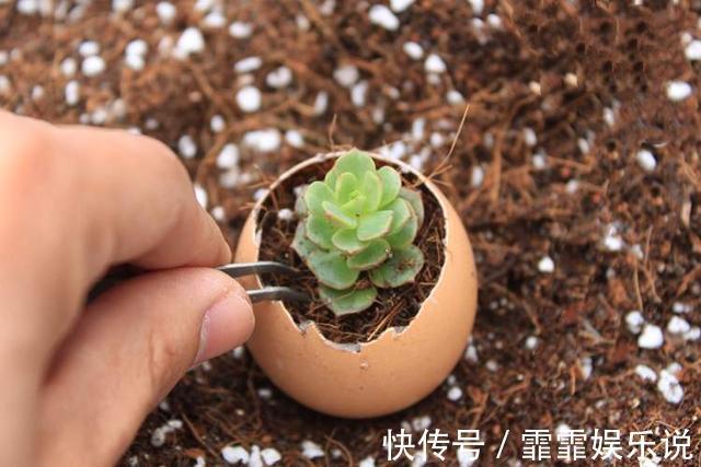 多肉植物越长越瘦是你不会捣鼓,教你4招,个个胖鼓鼓