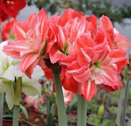 4种花花色艳花量大，花姿妖娆，四季繁花似锦美极了