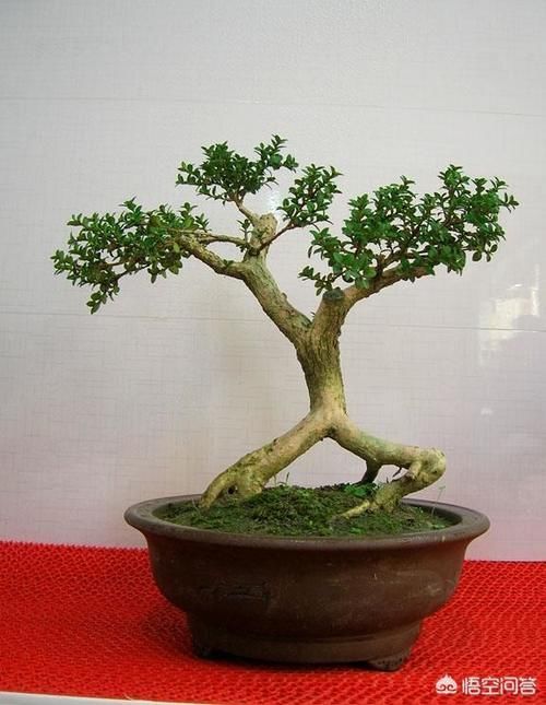 几年前别人送的盆景，让父母养成大树了，现在想把它养回盆景，可以吗？该怎么做呢？