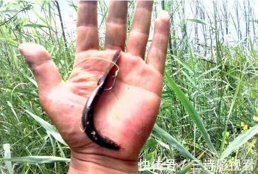 垂钓新规:3种钓法6种饵料将被永禁,可能就有你常用的