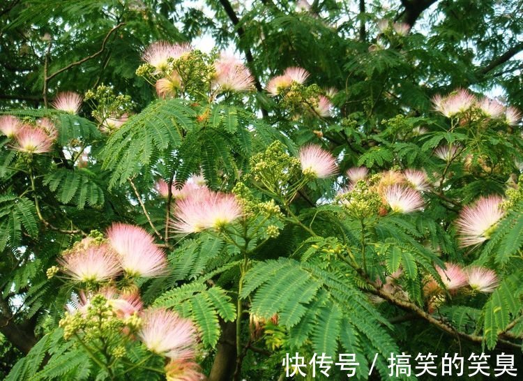 此花,花开就像一团团绒毛球一样,有着可爱的花色,花期很长