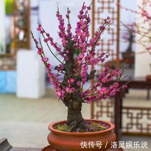 小花|榆树和梅花“杂交”，没想到生的真美，榆叶梅盆景，能满枝开红花