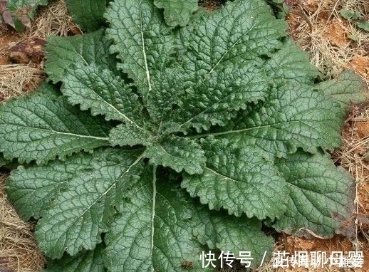 生长在农村路边的一种野草 被称为是 补益药 知道是啥野草吗 快资讯 生长在农村路边的一种野草 被称为是 补益药 知道是啥野草吗 快资讯