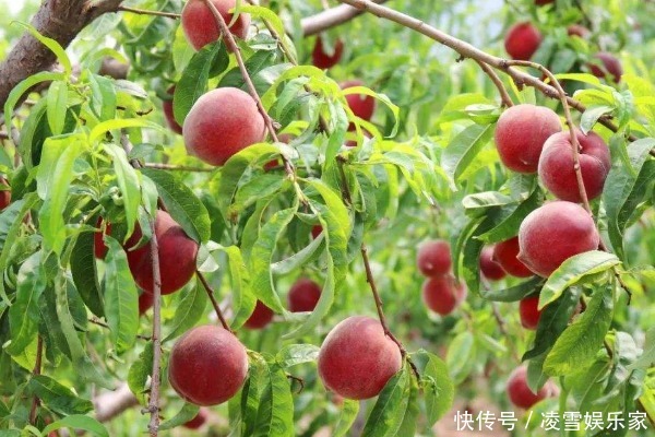 买桃子别只看颜色，老果农教你4个窍门，保证个个香甜又多汁！