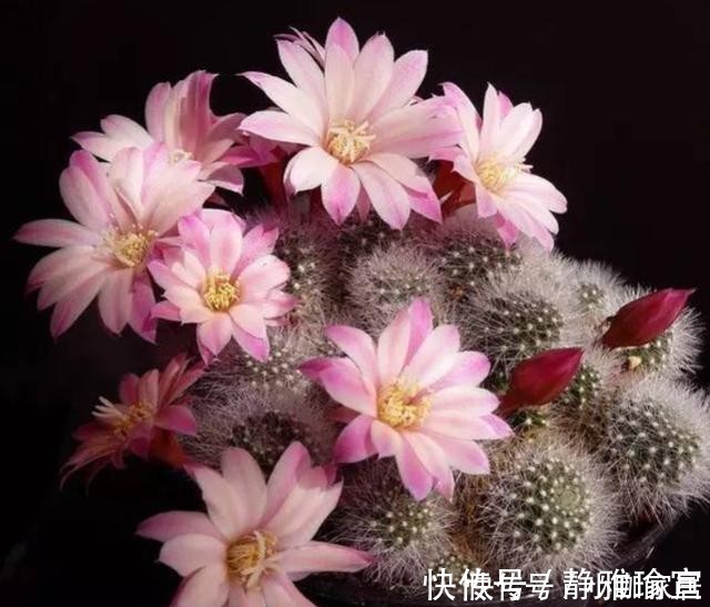 养花一定要用腐殖土壤栽培吗?不一定,看植物根系