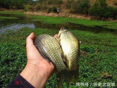 野钓鲫鱼难上钩用上这三个技巧来打窝,想不爆护都难