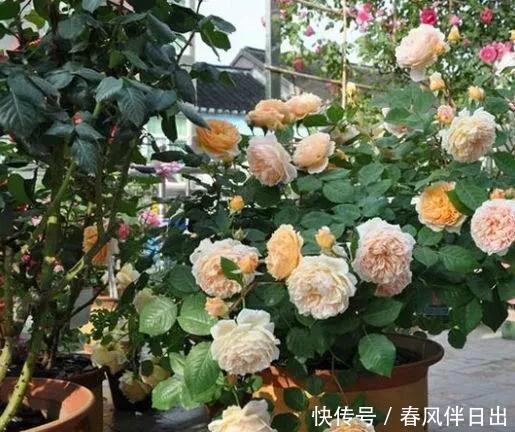 不管有钱没钱,家里养这十种植物,招财镇宅又养人