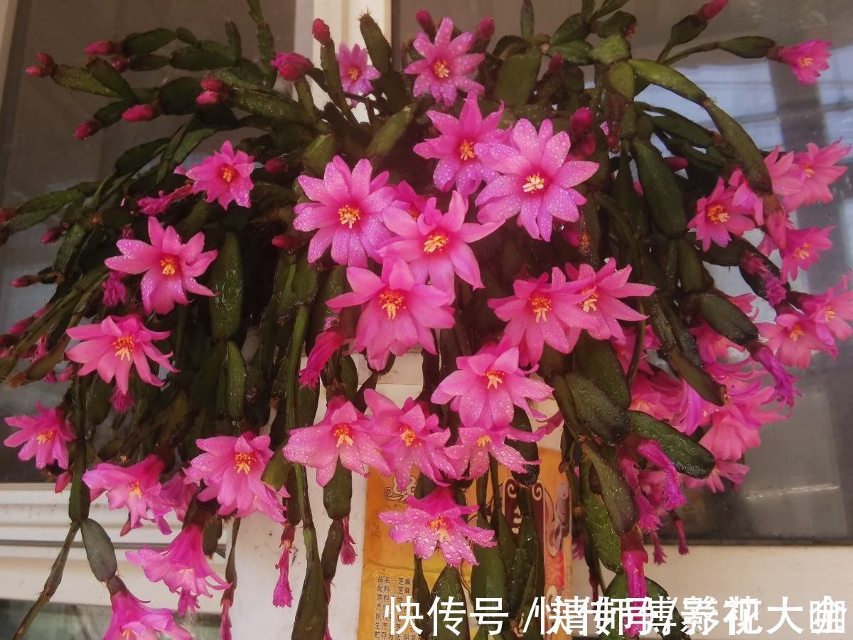 光照|9种花,光照时间越短越容易爆盆,晒太久反而不开花