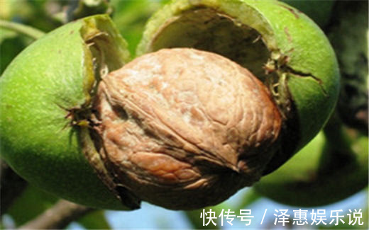农村|为什么青核桃皮农村老人抢着要听完专家解释，我也想要了
