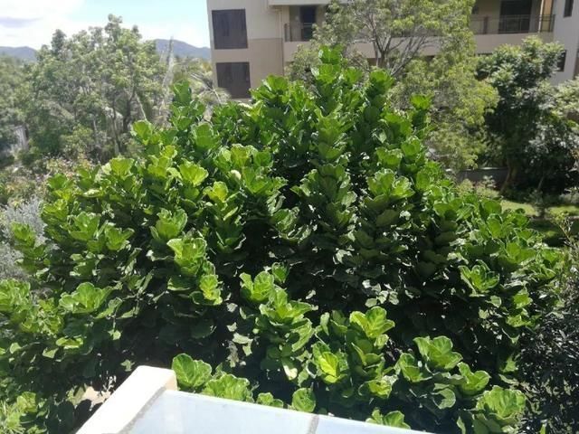 桂花|公认难养的20种花，养一盆死一盆，下次还敢买