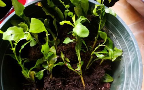 养花不注意“4件事”，付出再多时间和心力都得白费