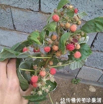 水果|盆栽水果就选这三种，好看又好养，以后水果不用花钱了