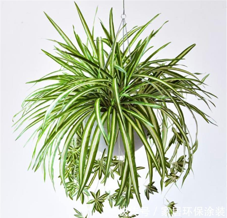 金边吊兰金边消失怎么办?冬天多做3件事,修长优雅,金边耀眼