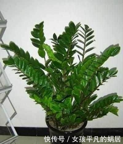 寓意|这几种花有钱人都抢着养,家里种上一盆顺风顺水,日子越过越红火