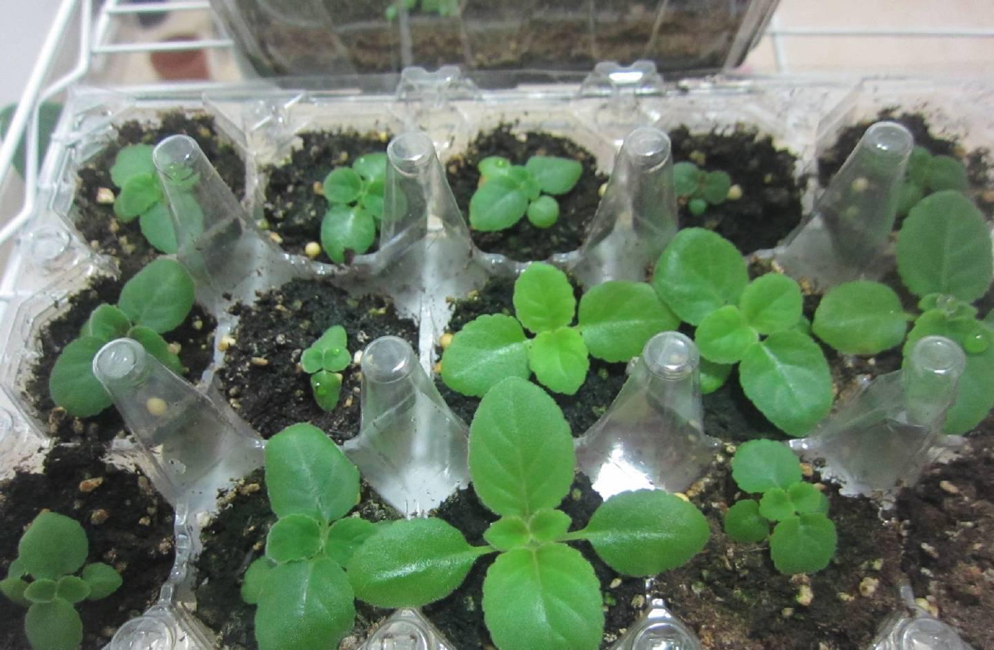 大岩桐怎么养?记住3招,花朵大又美、四季有花、姹紫嫣红