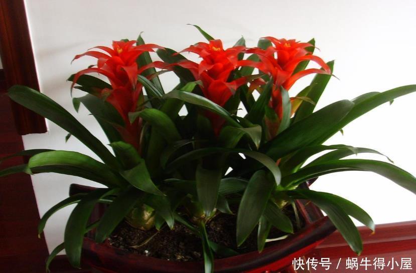 盆栽|养花就养这5款植物,大吉大利,盆栽打理方法简单
