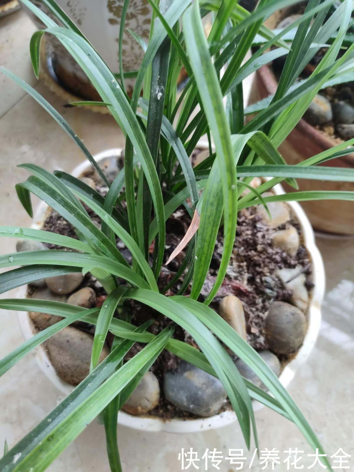 报岁兰|兰花品种多,中国兰花五大品种,你知道吗?