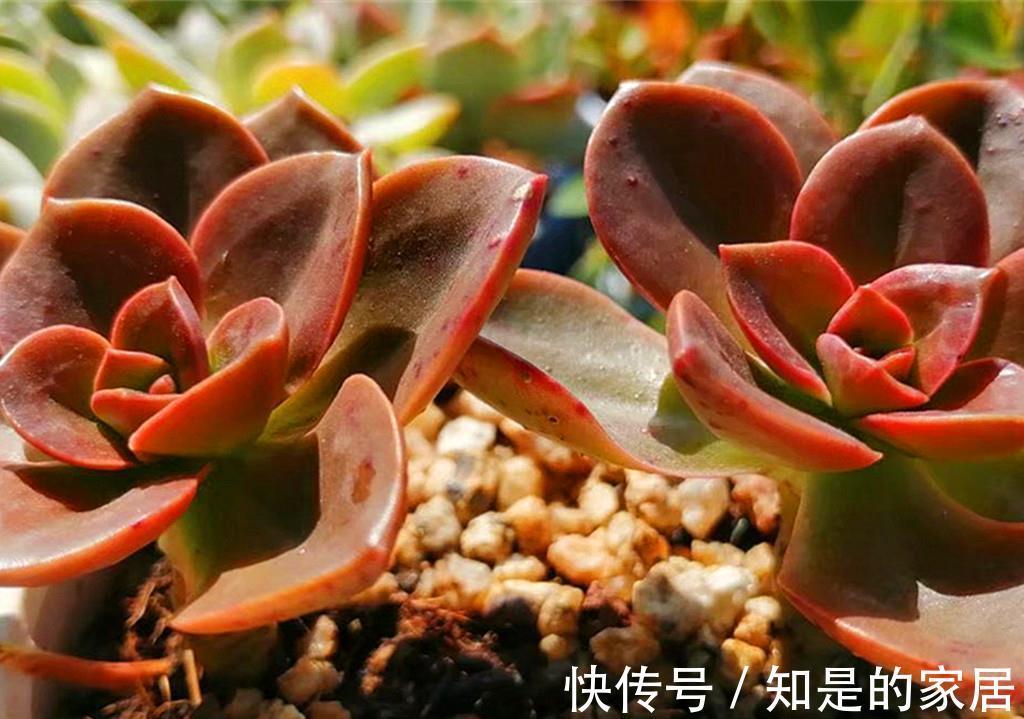 上色|九月多肉上色季，这些急性子多肉，给点阳光就上色，强势变美