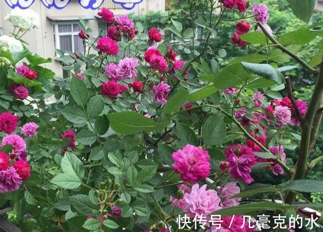 人养花,花亦养人!8种能“吃”的花,漂亮又美味,建议养一盆!