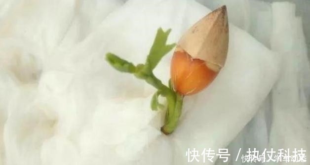 酸角|3类种子得捡回家,冬天将它扔水里,呼呼长成漂亮的绿植盆栽!