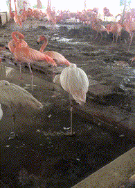 |搞笑GIF:大哥你这样真的好吗,考虑过妹子的感受吗