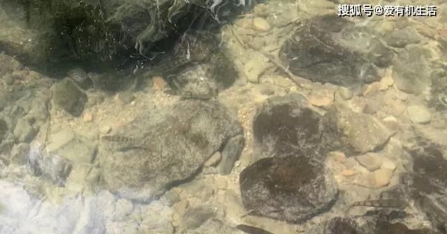 农村这种鱼,一般生长在水流清澈的小溪里,咬钩凶猛,红烧之后鲜香不腥