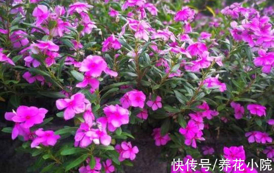 植株|6种漂亮花，家里养一盆，四季都能开花