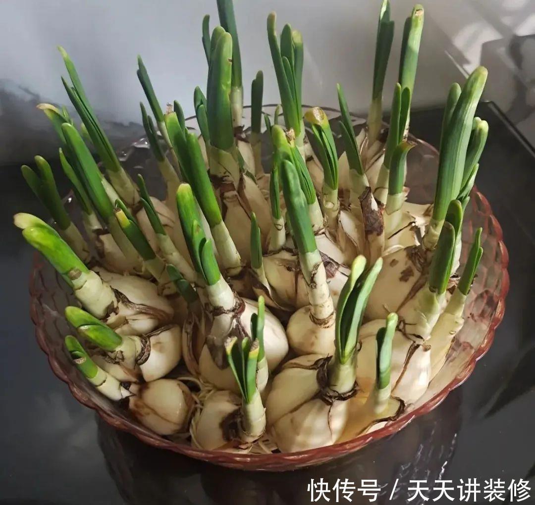 5种花比茉莉还香,越冷越爆盆,满屋子香味,现在买过年开花