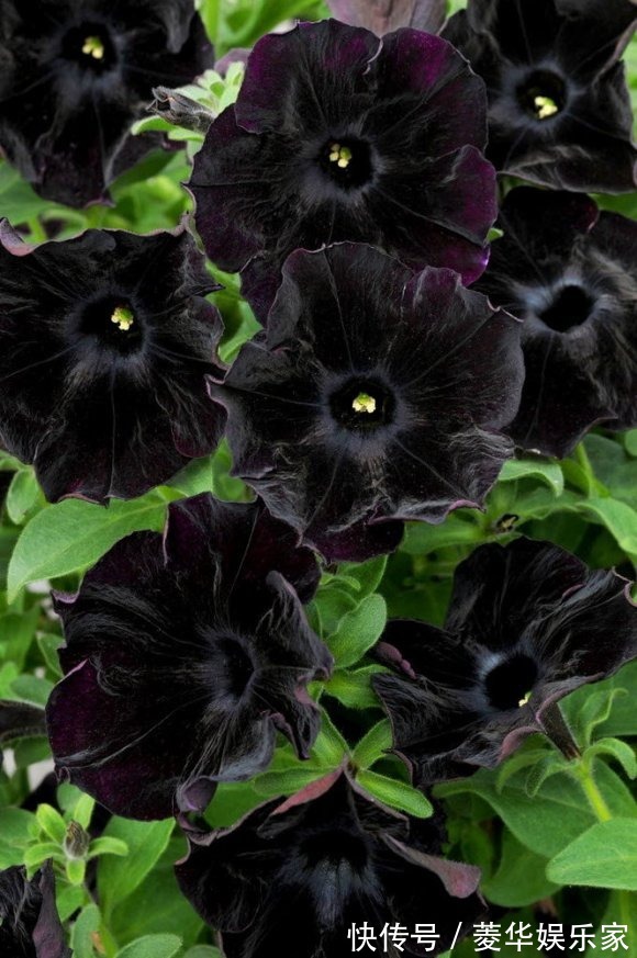10种罕见的黑色花,都说很高贵,我怎么觉得诡异