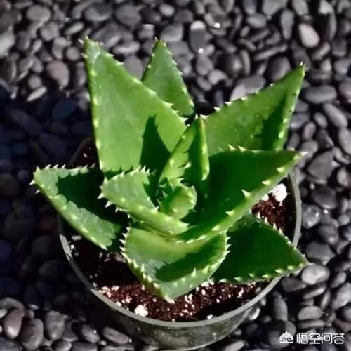 芦荟还分有毒无毒？那这个芦荟是什么品种？有木有毒？