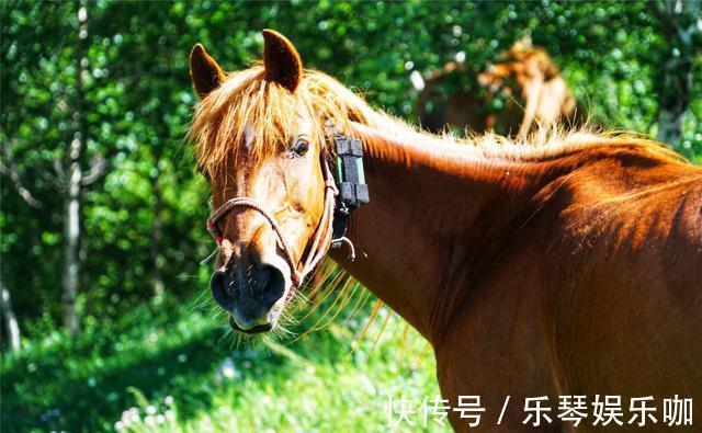 马儿|中国避暑的首选目的地，自驾爱好者的天堂，一路风景如画