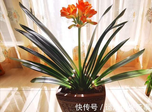 君子兰一直长不好,跟“换盆”有关系,很多人都做错了