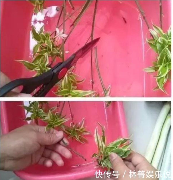 小吊兰|秋天吊兰怎么养教你这些小妙招，1盆轻松变多盆