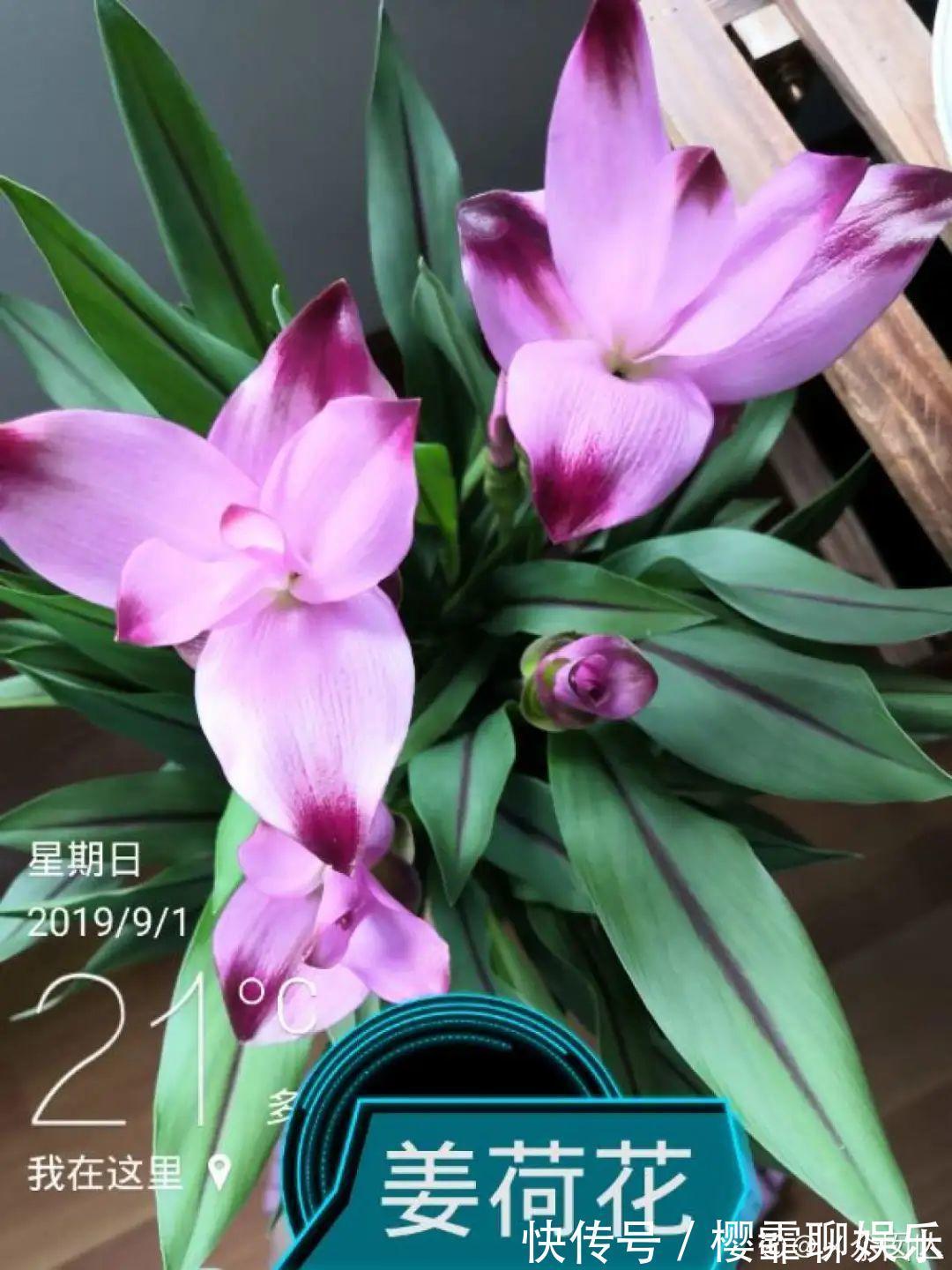 大爷家荷花种在花盆里，1次开花20朵，比巴掌还大！