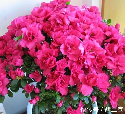 冬天养杜鹃花，了解掌握3个要点，顺利春化，来年开出层叠群花！